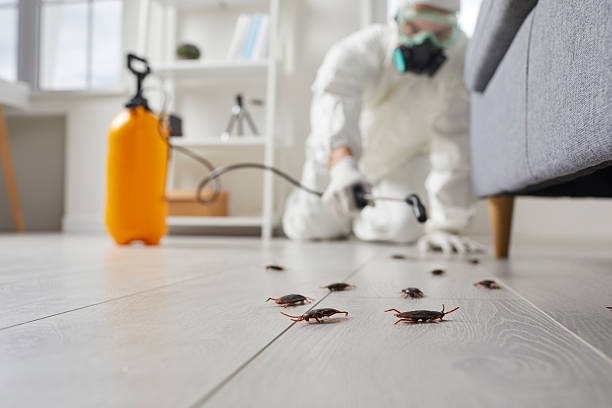 Post-Treatment Bed Bug Interceptor Monitoring in Lubbock